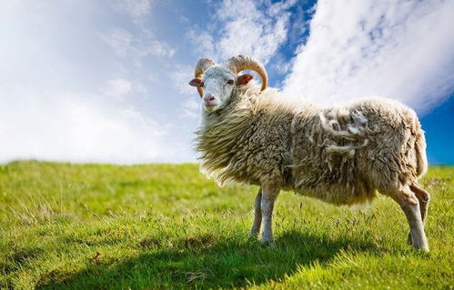 2026年属羊的人事业贵人是谁？财运走势如何？