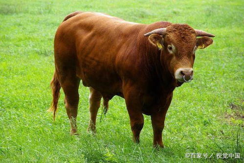 2026年属牛今年财运如何，元月份运势怎样？