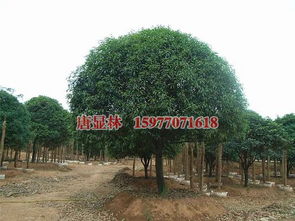 桂花: 香气袭人之佳品