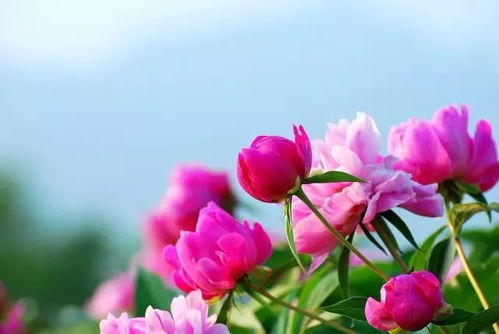 一、 盛夏花开与黄道吉日：风水学解读