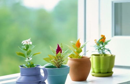 三、 室内种植考量：光照、通风与养护并重