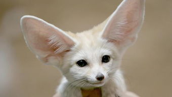 3．猫科动物的视觉–听觉协同进化