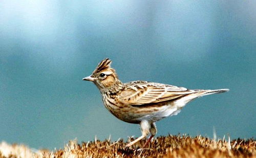 鸟鸣声与吉凶有何关联？听到鸟叫声预示着什么征兆？