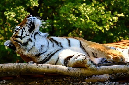 属虎的财运贵人属什么，虎的文昌贵人是什么意思？