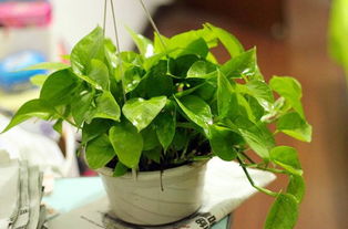 龙吐珠（七叶莲）：吉祥如意