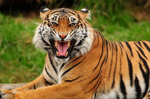 2026年属虎的人会否有三喜，运气是否良好？