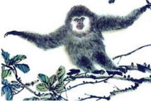 五光十色最正确生肖指的是什么生肖？