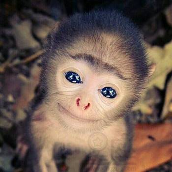 2026年属猴开店财运如何？财运预测详细分析是什么？