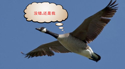 雁落沙滩指的是哪个生肖动物？