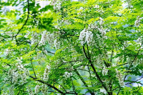 黄杨树种植的传统智慧与现代园艺学综合考量报告