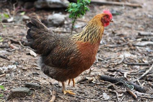 2026年属鸡的女生性格特点及当年姻缘运势如何？