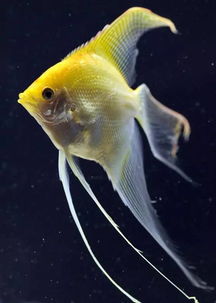 鹤首鱼：长寿吉祥的美好祝愿