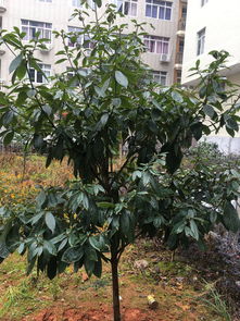 树啊树！我为什么老梦见你？烦死了！