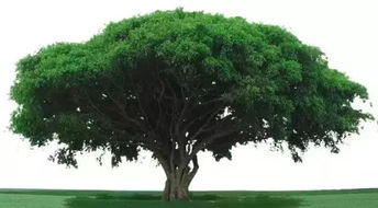 (一) 种植位置的选址原则