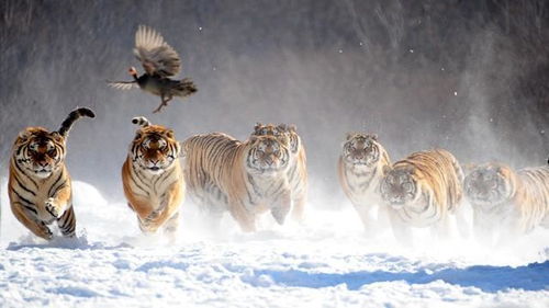 大地生风打一最佳生肖动物，大地指什么生肖？