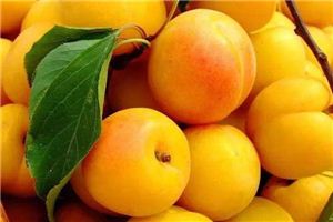 震惊！孕妇梦见杏竟暗藏惊天秘密