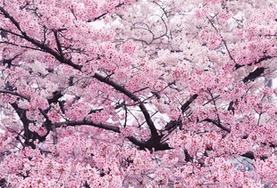 门口种樱花树对风水有影响吗？