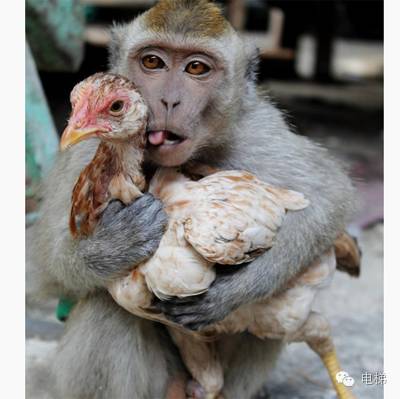 女猴男狗八字相配吗？猴狗能否合作做生意成功？