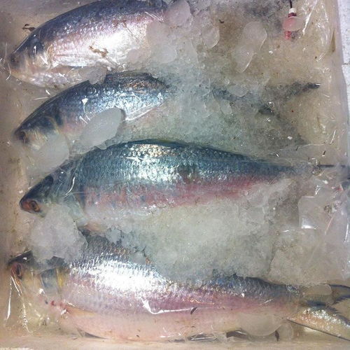 一、 腐败变质之鱼类——毒素生成机制与健康危害