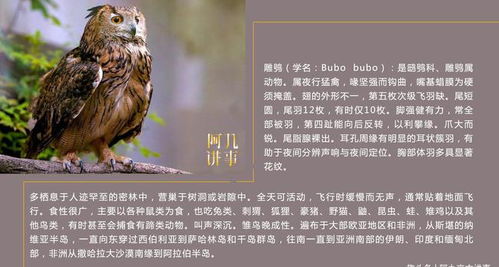 一、 蝙蝠的文化意象与初始印象