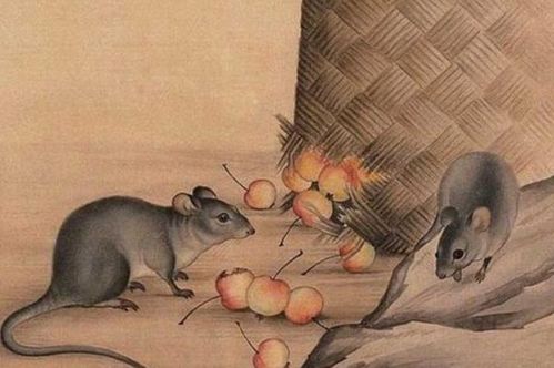 属鼠人最佳出生时辰及每月详解，鼠日办大事可行吗？