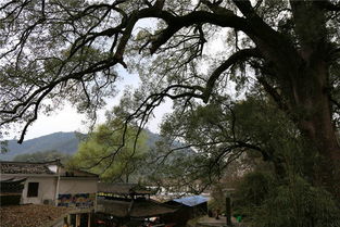 黄山婺源3天2晚旅游攻略，省钱秘籍大公开！