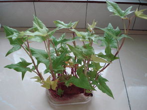 家里种植红薯盆栽需要注意哪些风水禁忌？