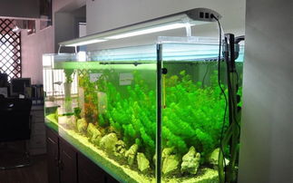 宿舍鱼缸摆放需要注意风水讲究，有没有什么具体的风水原则需要遵循呢？