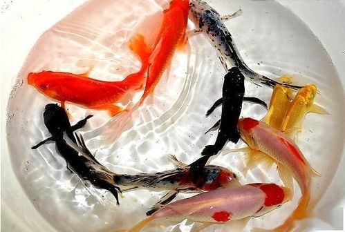 养鱼风水对旺火有影响吗？是吉是凶？