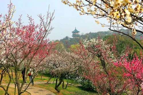 无锡梅园门票惊天大甩卖！不看你肠子都悔青！