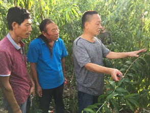 2. 施肥修剪与病虫害防治