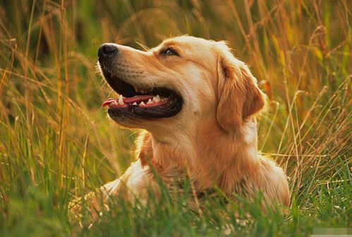 2026年属狗的人要避开哪位特定人物？那年的吉事具体指什么？