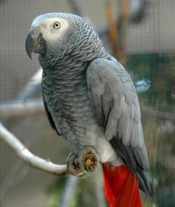 一、非洲灰鸠（African Grey Parrot）
