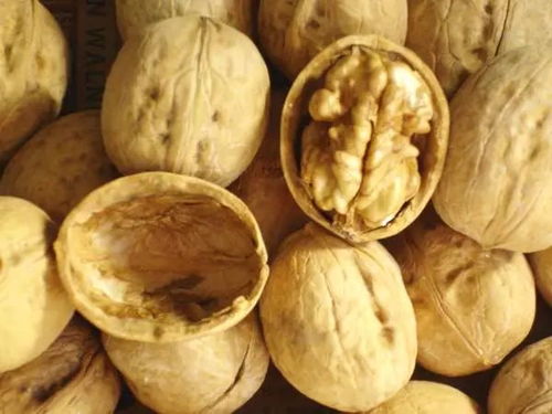 3. 已婚女士的核桃噩梦