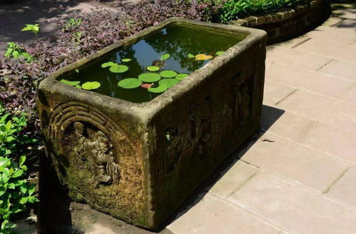 避免阴暗角落：营造生机勃勃的水域环境