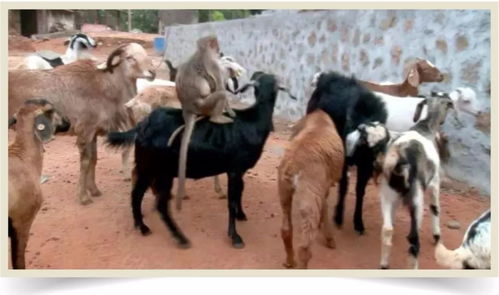 猴和羊可依结婚吗？这种跨物种婚姻在法律上允许吗？