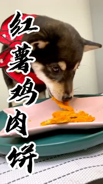 为什么算命说鸡狗可以在一起，鸡狗一起养有什么特别之处？