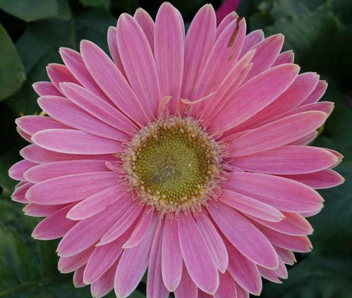 生肖特性与社会贡献：微观视角的宏大叙事