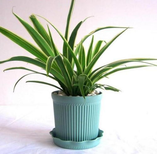 中小型盆栽或插花为主导形式