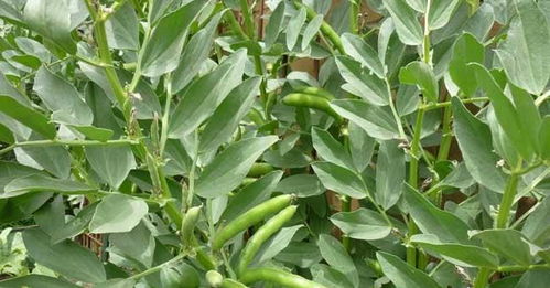 冷门且悦耳的植物名称概述