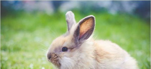 丁卯年属兔人的命运究竟是什么？