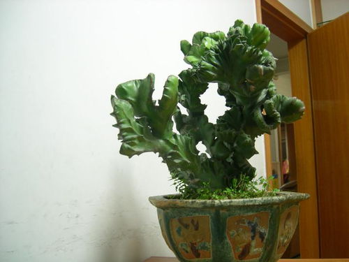 招财植物的选择与摆放