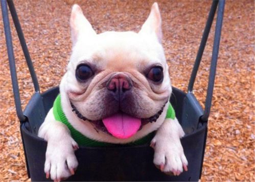 第二章：特定犬种的风水寓意与性格契合度分析