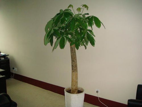 发财树养护：比养孩子还难！