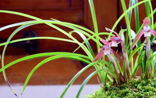 酉鸡：东方求财与金木相克