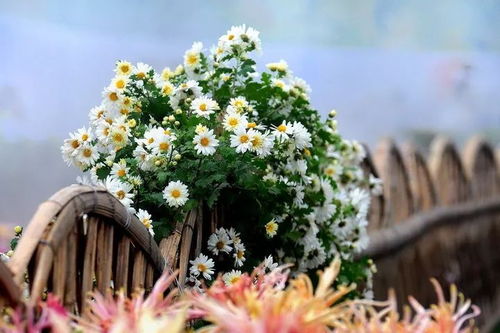 采菊东篱下？等着破产吧！