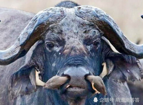 对恶鬼显现的不同解读