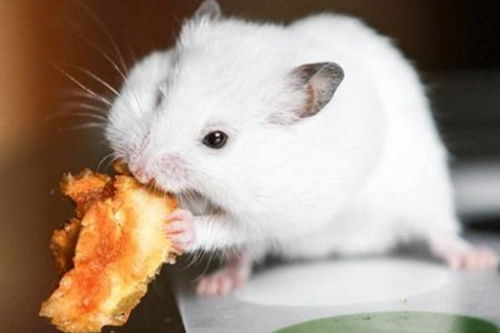 1972年属鼠的人财运如何，接财运对她们来说是否合适？