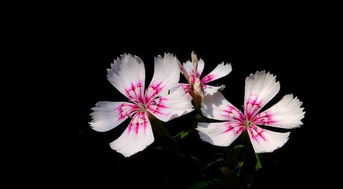 属马者：热情奔放与贵人相助的双重加持