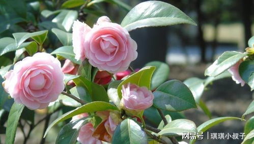 山茶花风水里，用哪种土壤最适合养茶花呢？